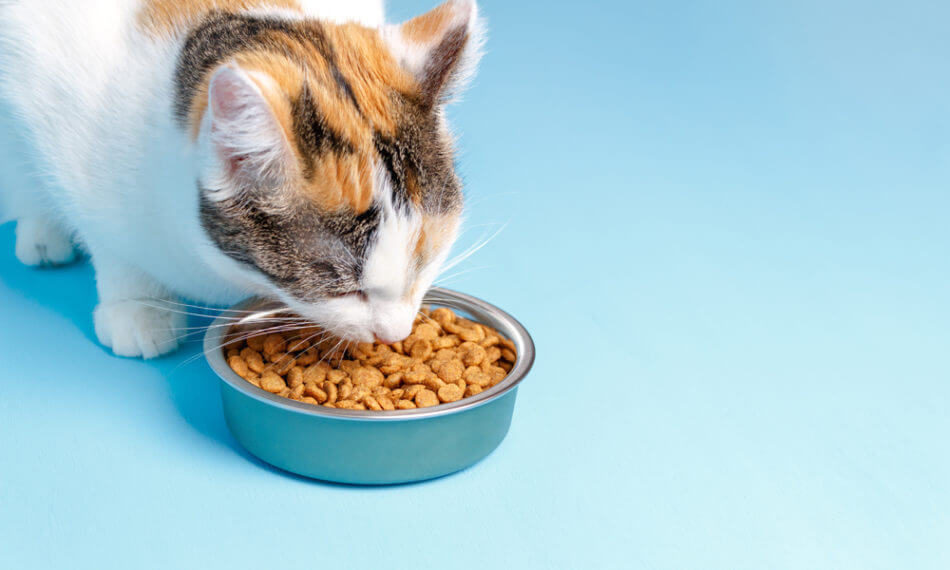 A cat eating out of a metal bowl